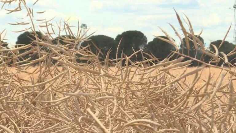 rapeseed harvests are low due to drought