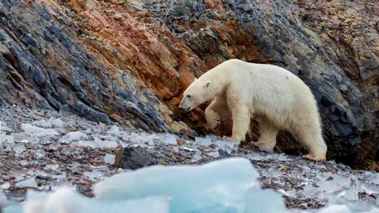 researchers identify a new population of polar bears