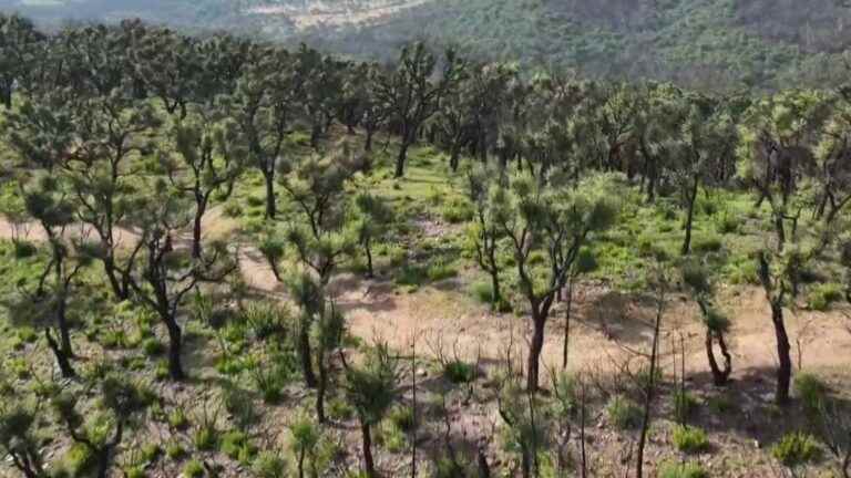 the Massif des Maures rises from its ashes