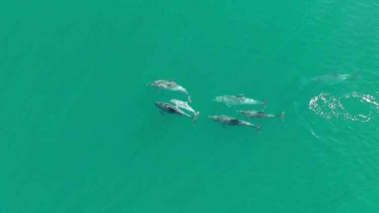 the bay of Mont-Saint-Michel is home to bottlenose dolphins