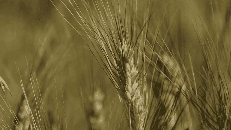 the country chooses to relocate the cultivation of wheat for its pasta