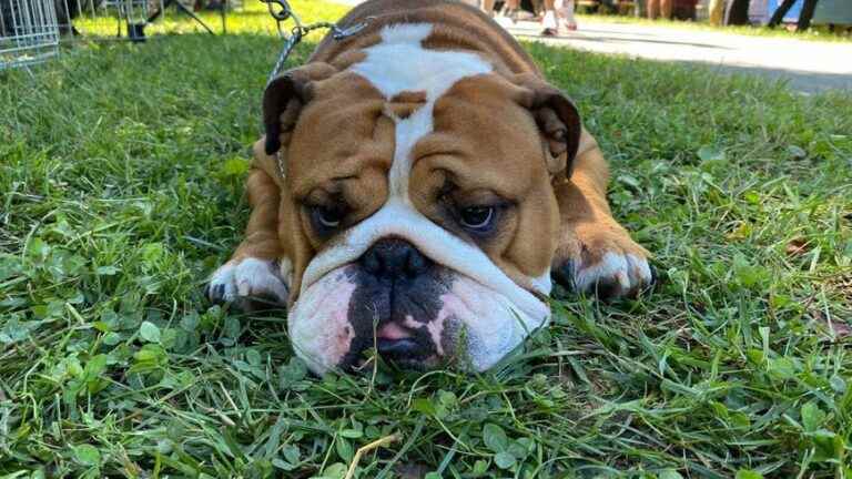 the most beautiful purebred dogs compete in the Dordogne