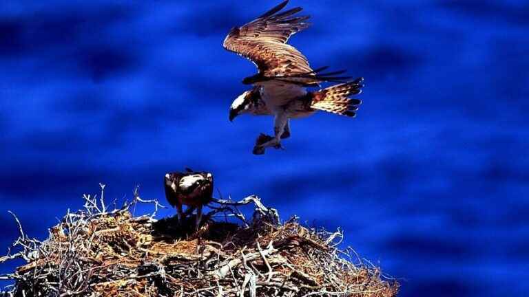 the osprey under high protection