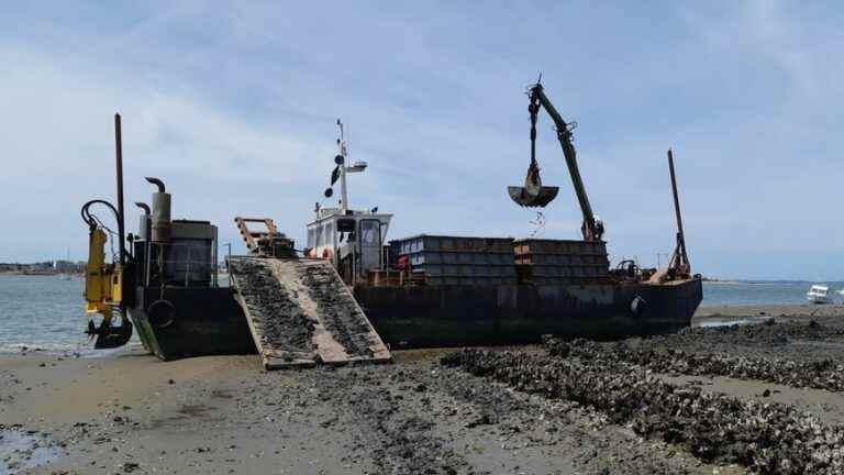 the very heavy rehabilitation of oyster wastelands