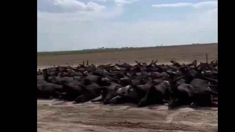 thousands of cattle found dead in the United States due to heat