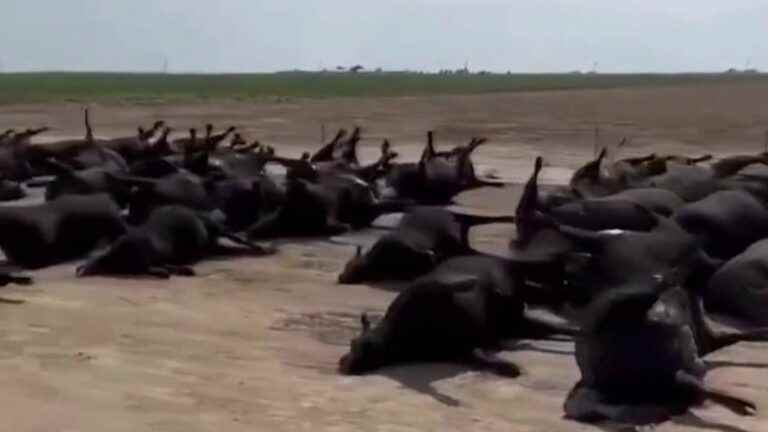 thousands of cattle struck down by the heat wave