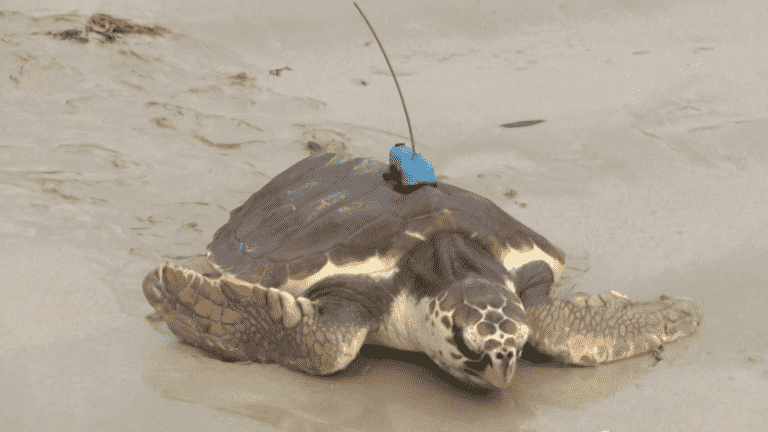 two specimens released off the Ile de Ré