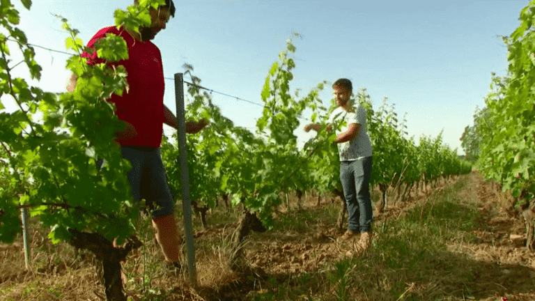 unprecedented heat in Saumur