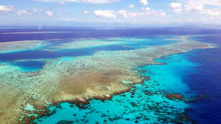 we tell you the story of the Great Barrier Reef, in agony because of global warming