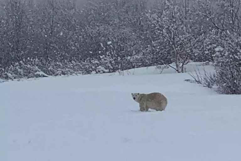 Polar bear killed in Gaspésie |  “We were lucky that nothing happened”