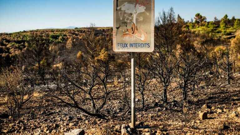 “25,000 hectares already gone up in smoke” in France, an “unprecedented” precocity