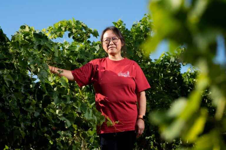 A Chinese woman rooted in French vineyards