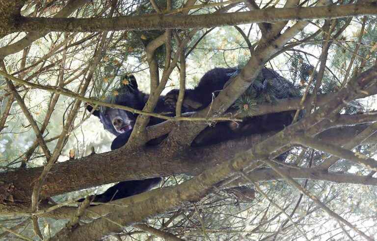 A bear on the run killed in Charlemagne