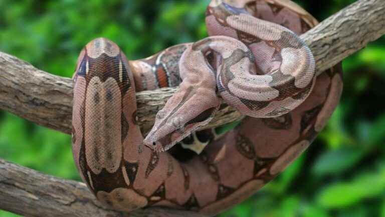 A boa constrictor spotted in a park in Marseille