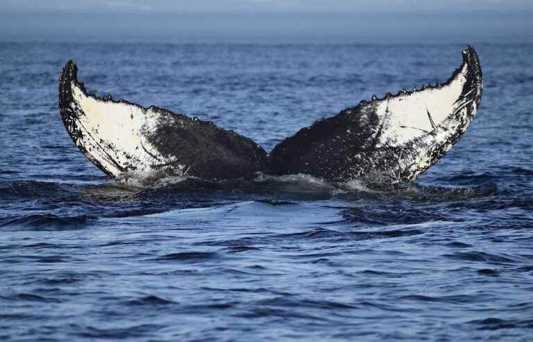 A humpback whale calf entangled in the Saguenay — Saint-Laurent Marine Park