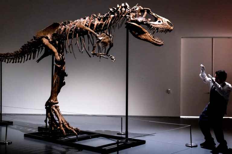 A rare dinosaur skeleton soon to be auctioned