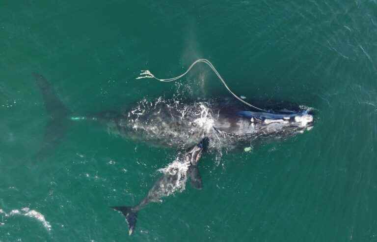 A second entangled right whale spotted in the Gulf of St. Lawrence