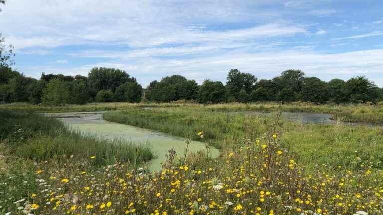 A vegetated discharge area built in Châteauroux to treat wastewater using plants