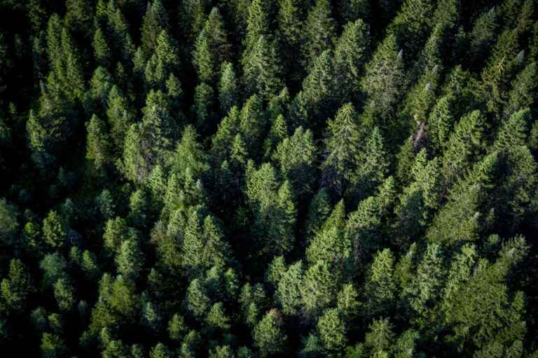 Agroforestry: the example of Gatineau and Quebec