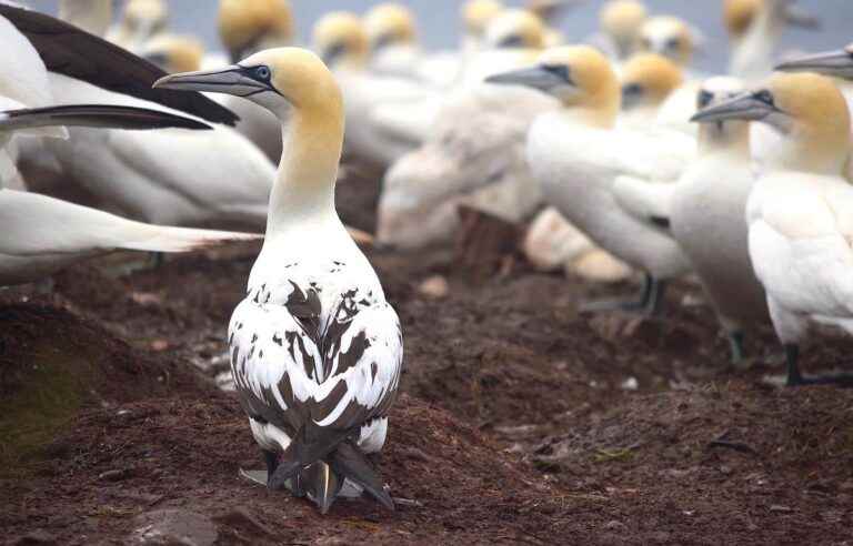 Already thousands of birds dead from avian flu in Quebec