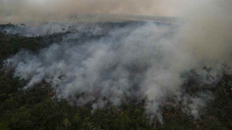 Amazon deforestation hits record high in first half of 2022