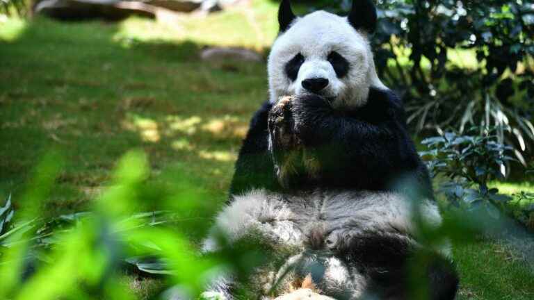 An An, world’s oldest panda in captivity, dies at 35