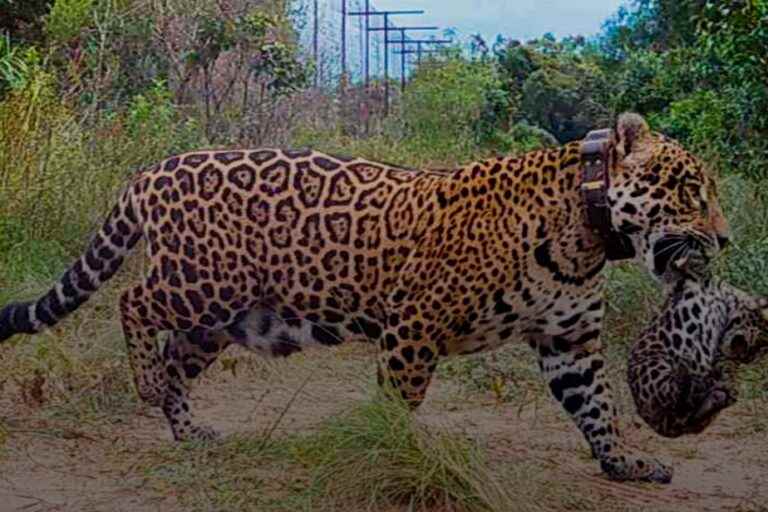 Argentina |  Birth of two wild jaguars in a wetland