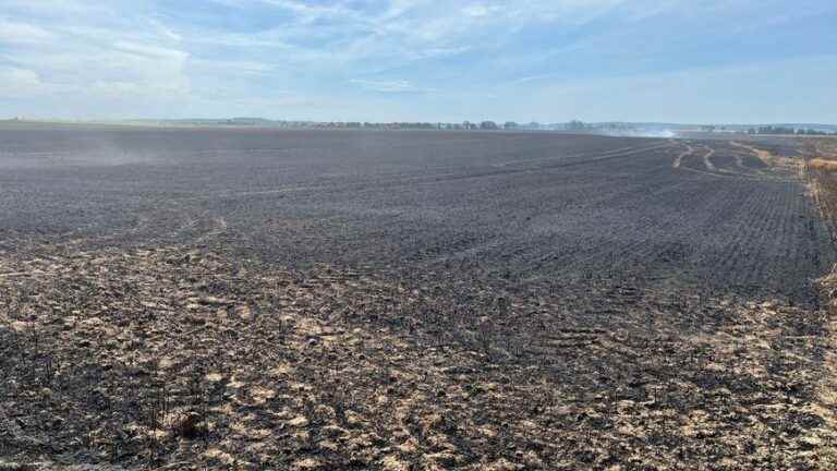 At least 80 hectares of fields burned in Berméricourt because of the heat