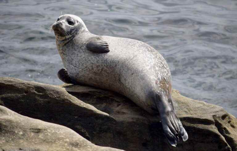 Avian flu hits St. Lawrence seals