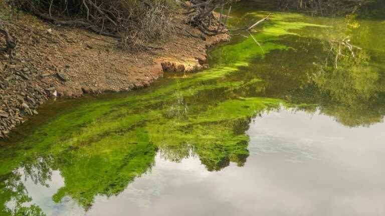 Beware of toxins and bacteria in bathing water, sea, lakes and rivers