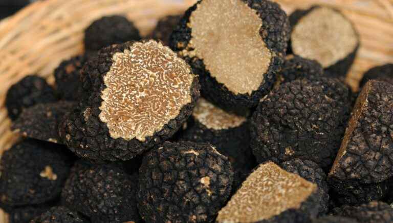 Bigorre black pork and Quercy truffles