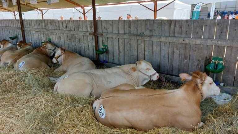 Blonde d’Aquitaine in the spotlight at the Fête de la Madeleine in Mayenne