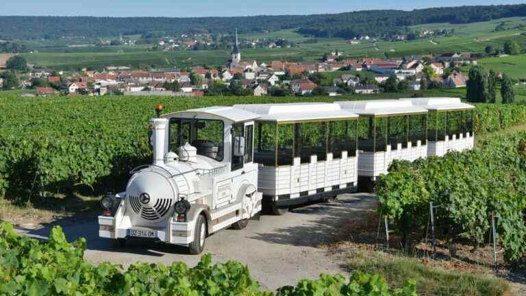 Blue circuit – The small vineyard train in Chamery