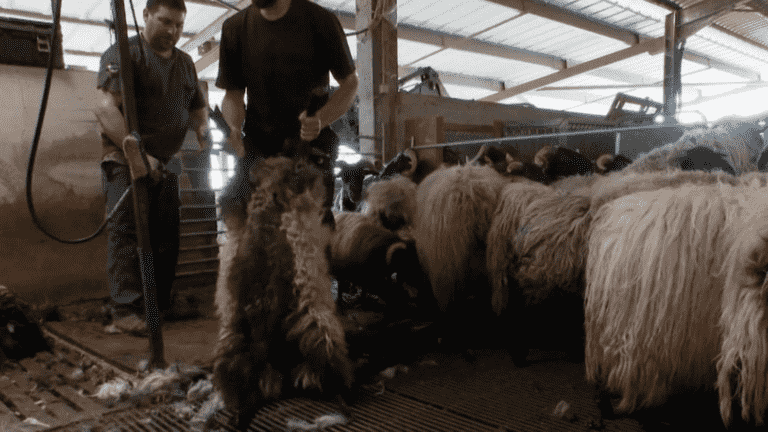 Breeding: sheep’s wool is no longer popular