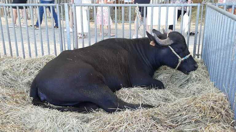 Buffalo milk ice cream