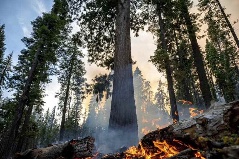 California |  Sequoias threatened by fire