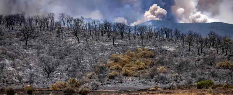 Calm on the forest fire front in northern Morocco