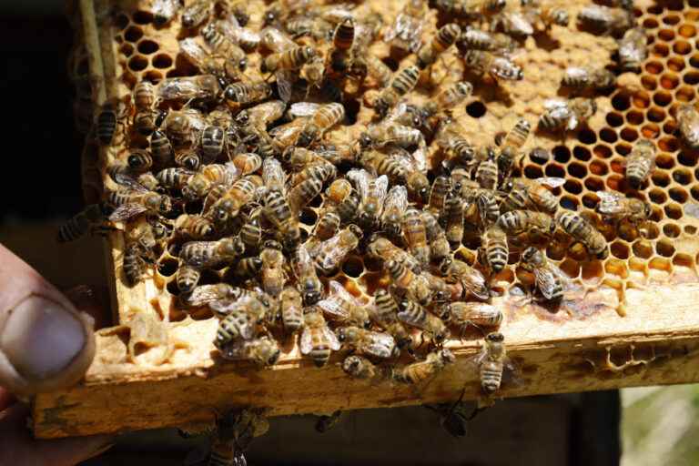 Canada |  Bee colonies ravaged by a parasitic mite