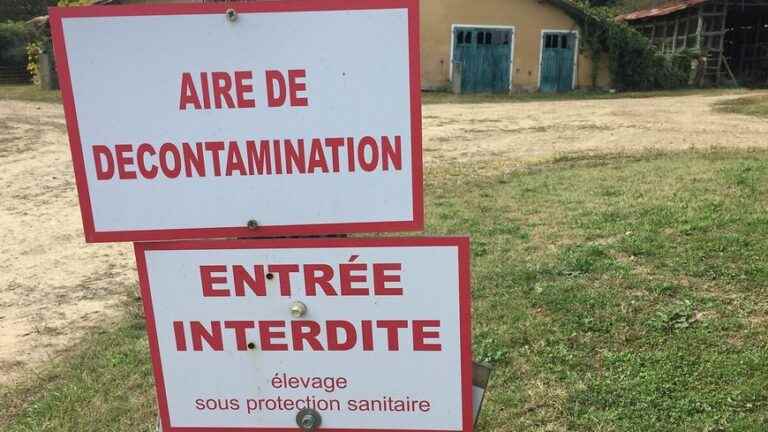 Case of avian flu in a Cotentin farm, protective measures taken by the prefecture