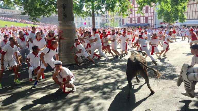 Cow races at the Bayonne Festival