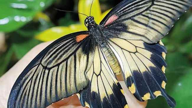 Discovering reptiles and insects at the Exotic Park