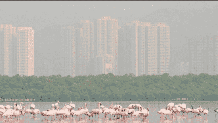 Ecosystem: flamingos have taken up residence in India