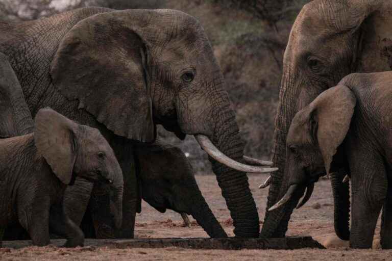 Elephants help their orphans cope after the loss of their mother