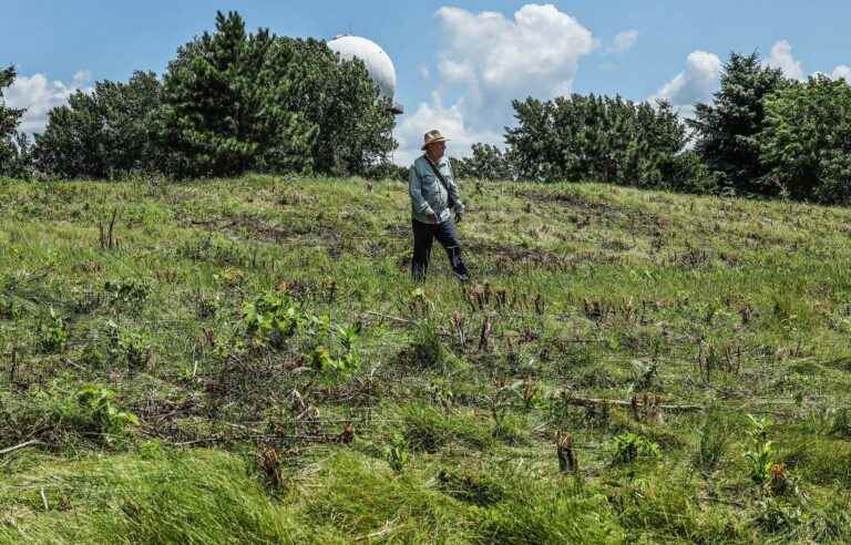 Environment Canada is investigating the mowing of the “Champ des Monarques”