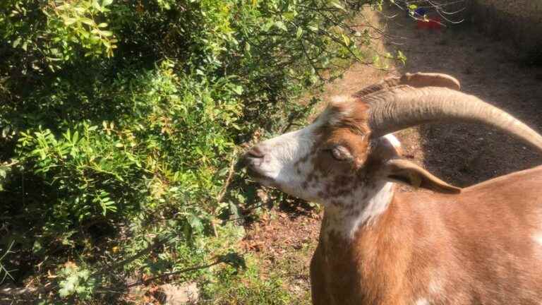 Faced with the risk of fire, goats are clearing properties in Hyères