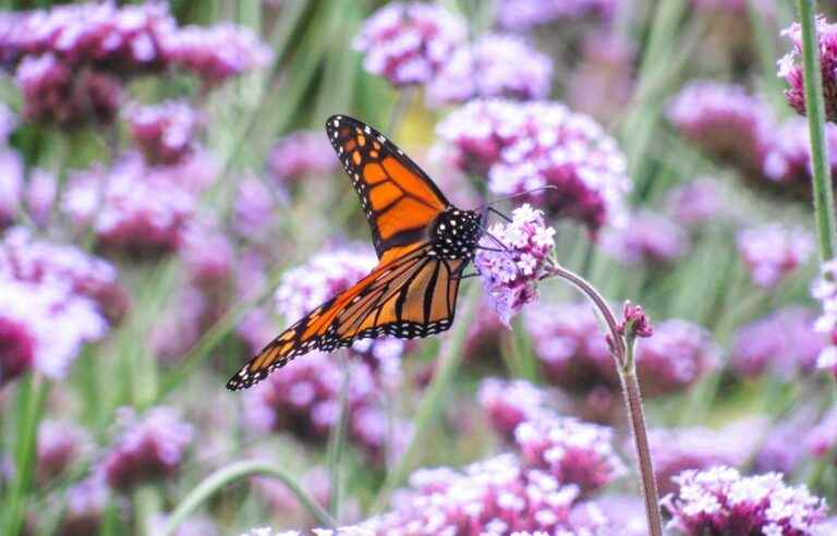 Fewer monarch butterflies this year in Quebec