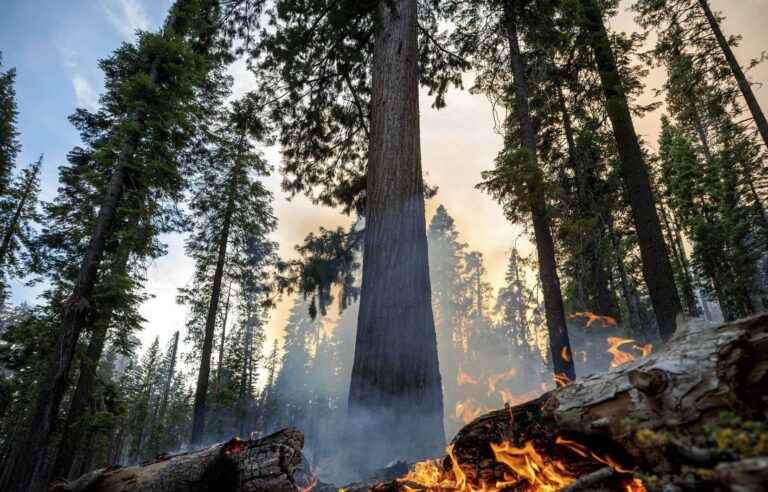 Fire threatens giant sequoias in Yosemite Park