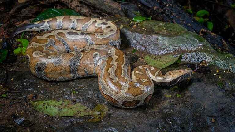 Firefighters capture two large pythons in a wood in Sainte-Suzanne-et-Chammes