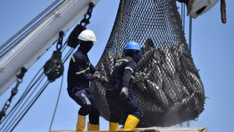 Fishing, felling trees, hunting… International biodiversity experts warn of the unsustainable exploitation of wild species