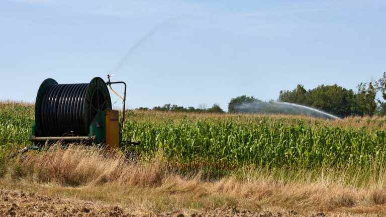 “For certain plants like corn, it’s screwed up”, regrets Christiane Lambert, the president of the FNSEA